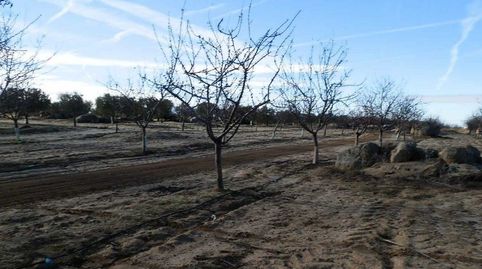 finca en venta almendros olivar viña regadío en Toledo, immagine 4