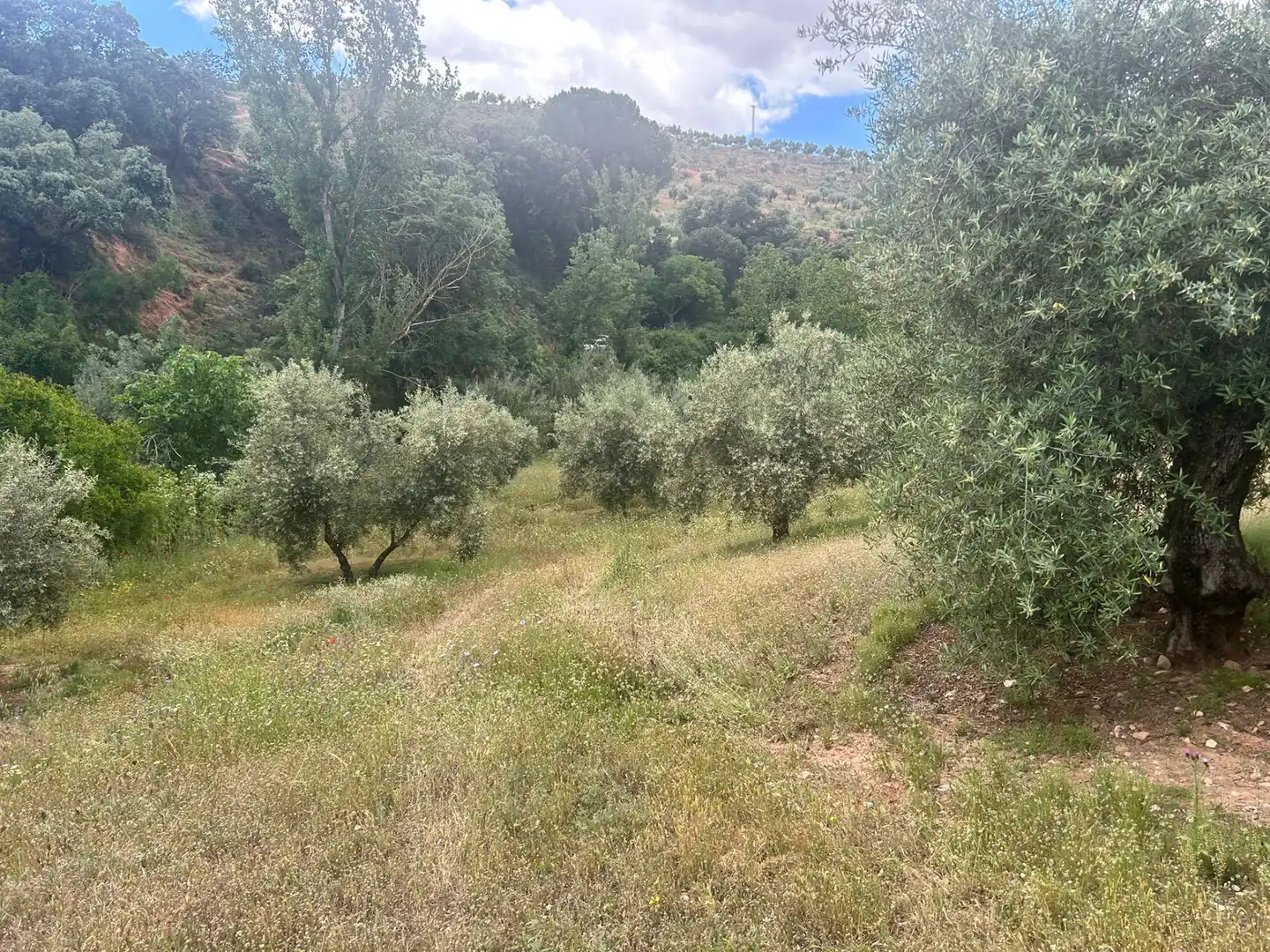 Terreno rustico in vendita a Calicasas, imagen 11