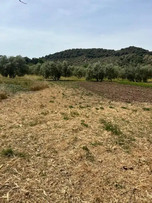 Terreny rústic en venda a Priego de Córdoba, imagen 4