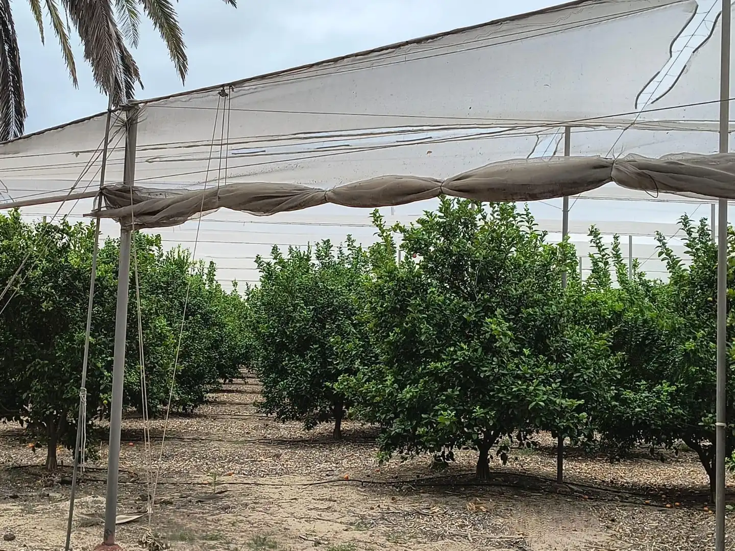 Jardín de Finca rústica en venta en Cullera con Calefacción, Jardín privado y Terraza
