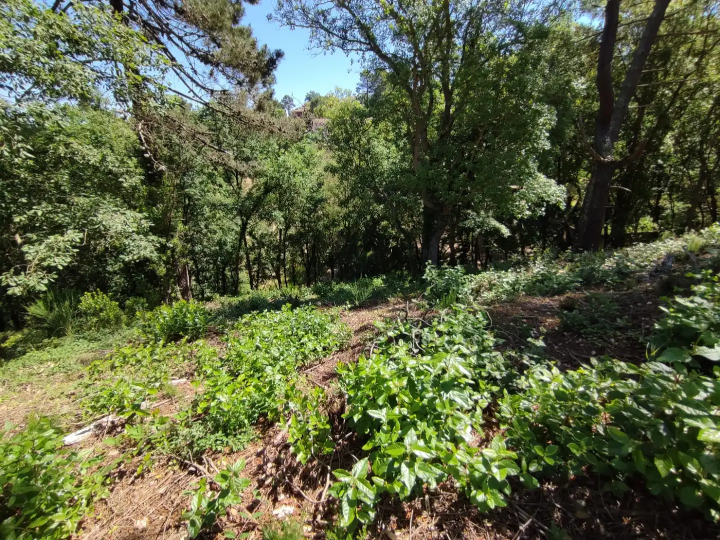Wohnbaugrundstück zum Verkauf in Carrer les Mimoses, imagen 7