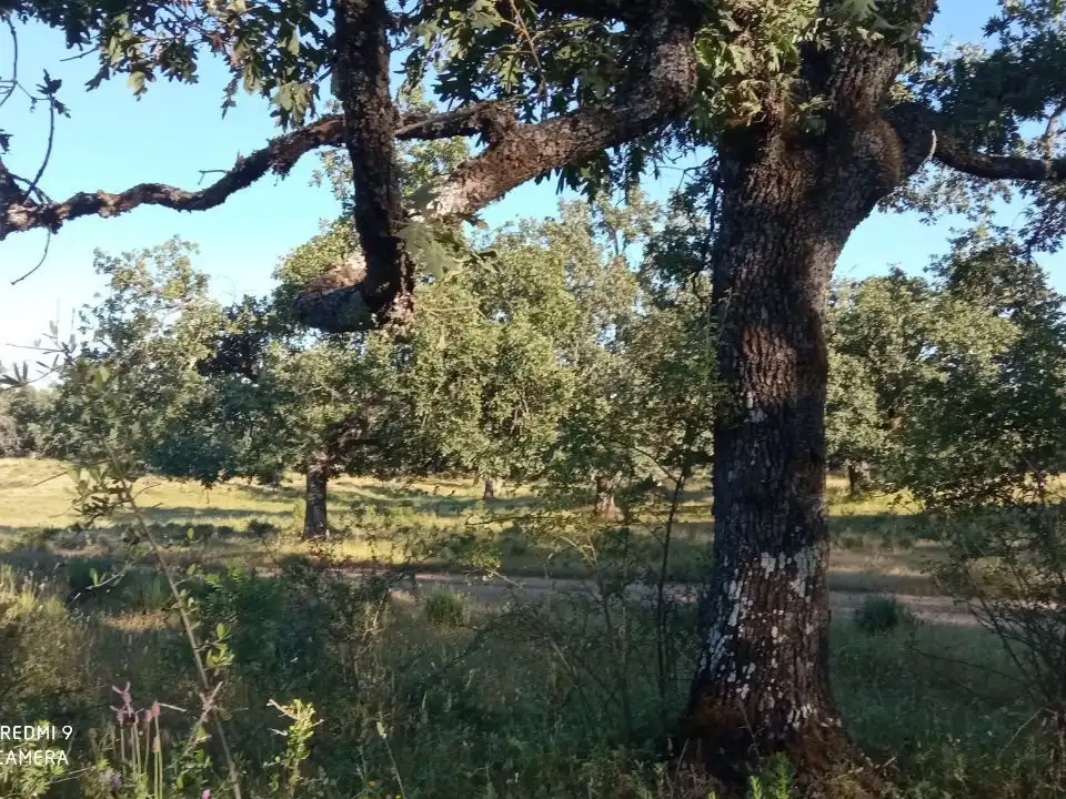Terreno en venta en Robledillo de la Vera