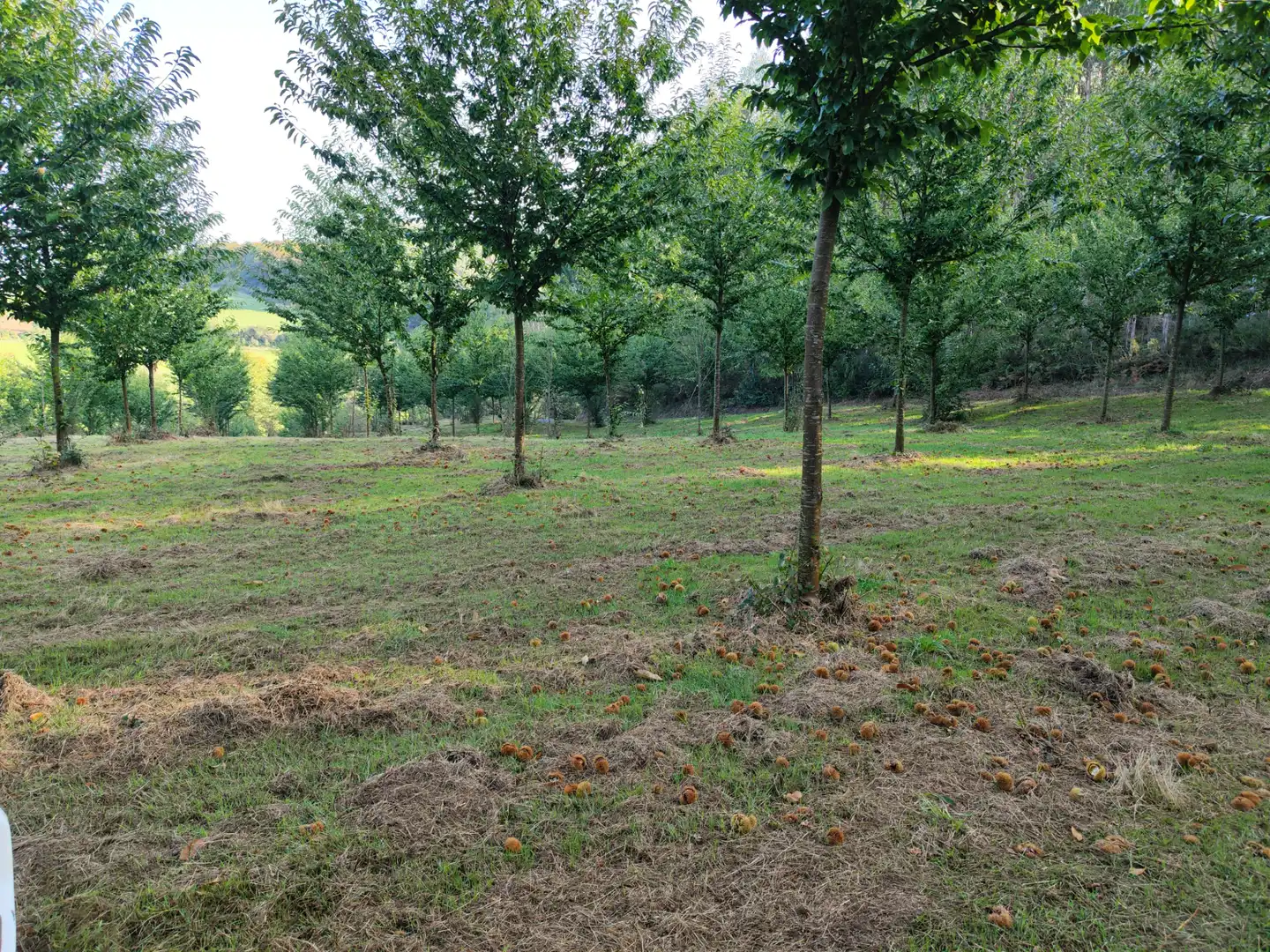 Land for sale in Dumbría