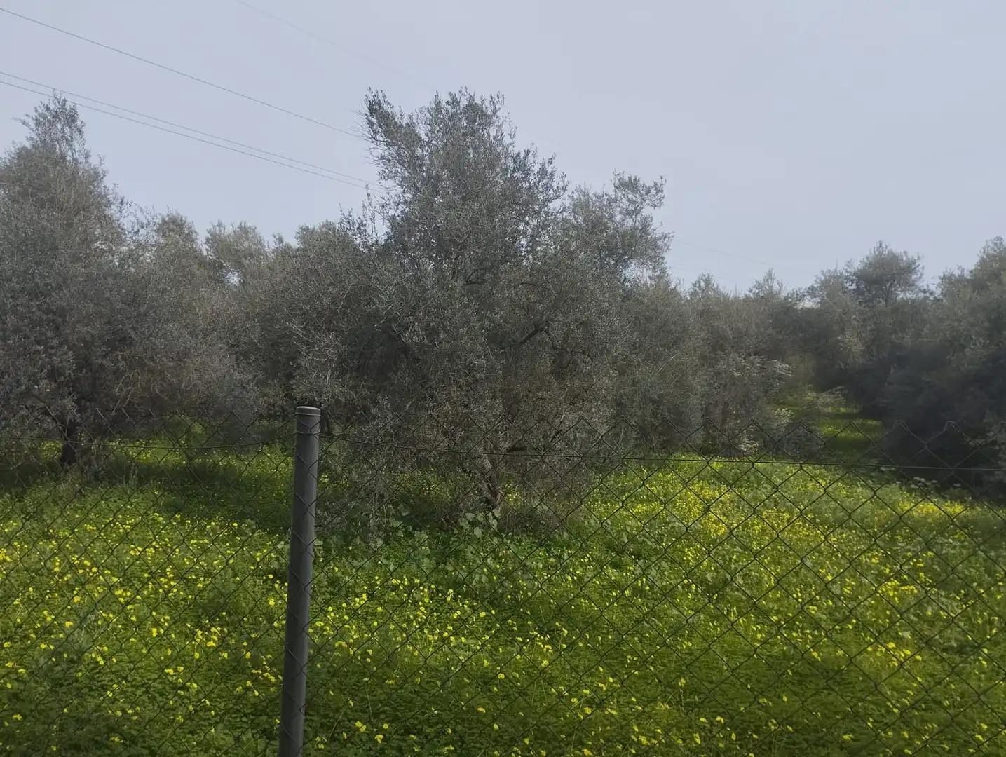 Terreni e lotti in vendita a Sanlúcar la Mayor, imagen 6