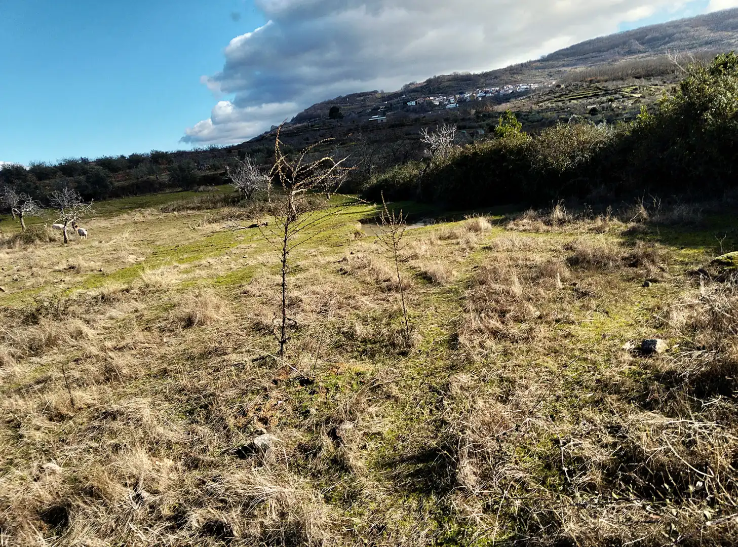 Terreno en venta en Casas del Castañar