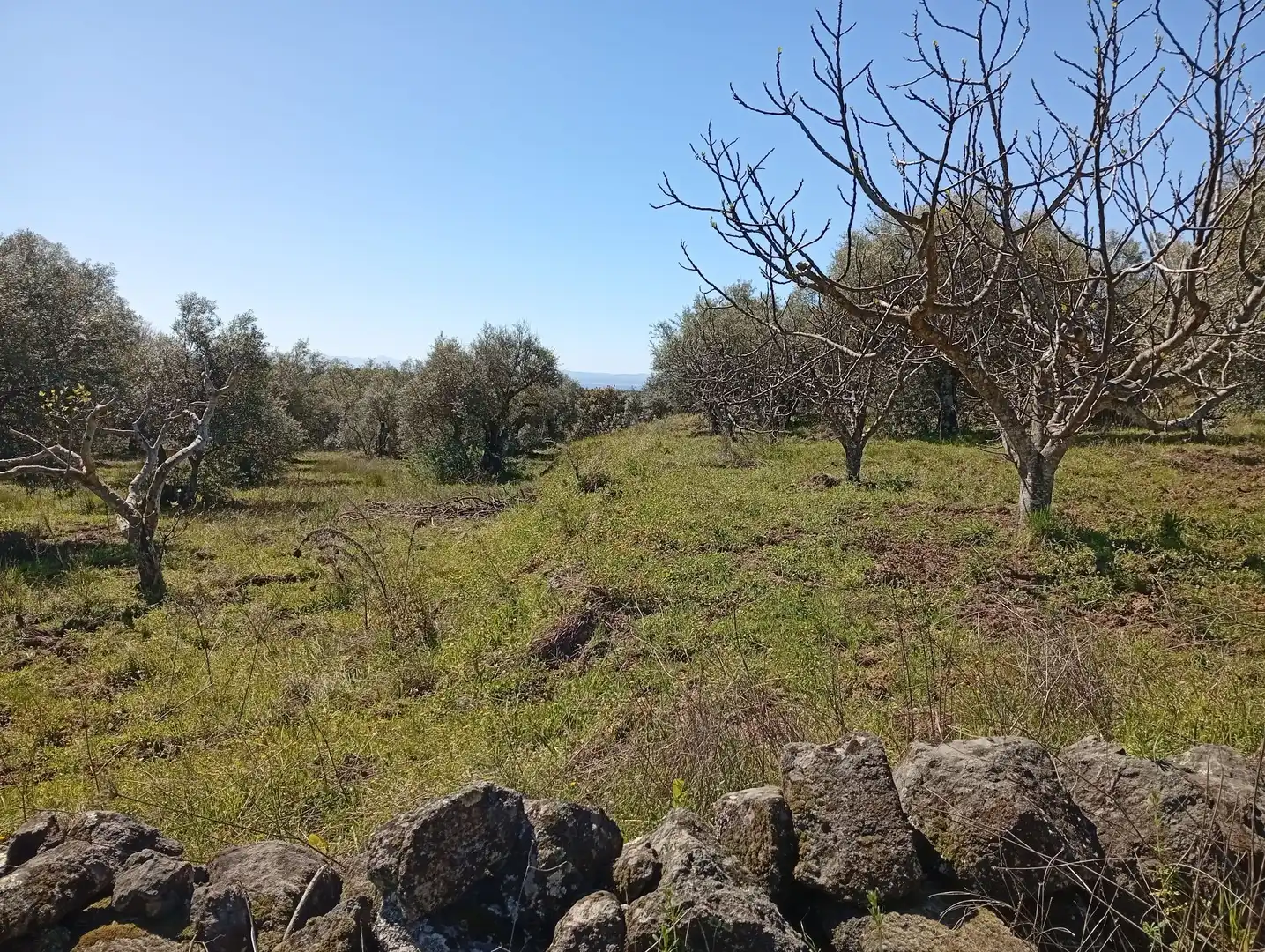 Terreni e lotti in vendita a Valverde de la Vera, imagen 47