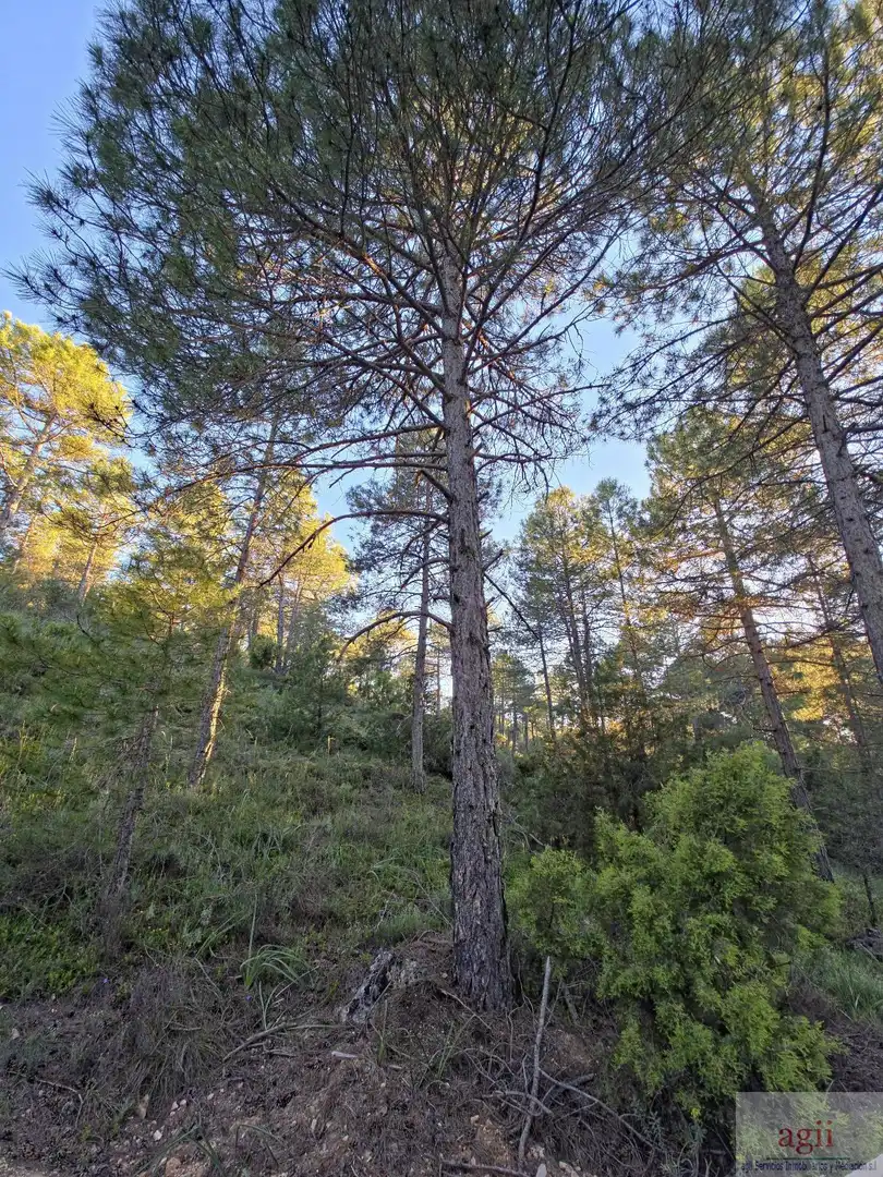 Terrain résidentiel à vendre à Trillo, imagen 3