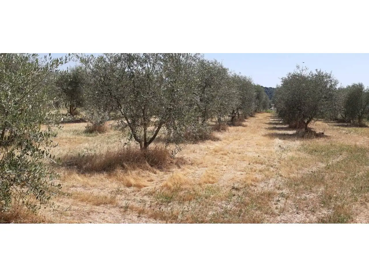 Terreni e lotti in vendita a Poligono PARCELA 351 CONELLER, SANTA MARIA DE DULCIS, imagen 6
