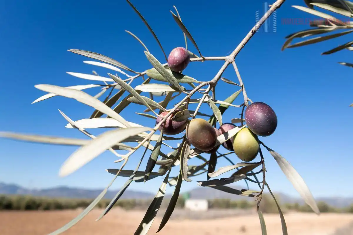 Terreni e lotti in vendita a Pago cortijo de las Monjas Parcela 19, imagen 29