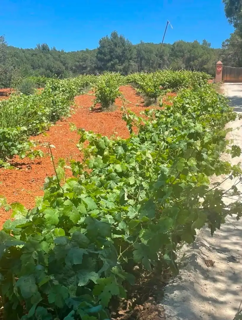 Vista exterior de Terreno en venta en Santa Eulària des Riu