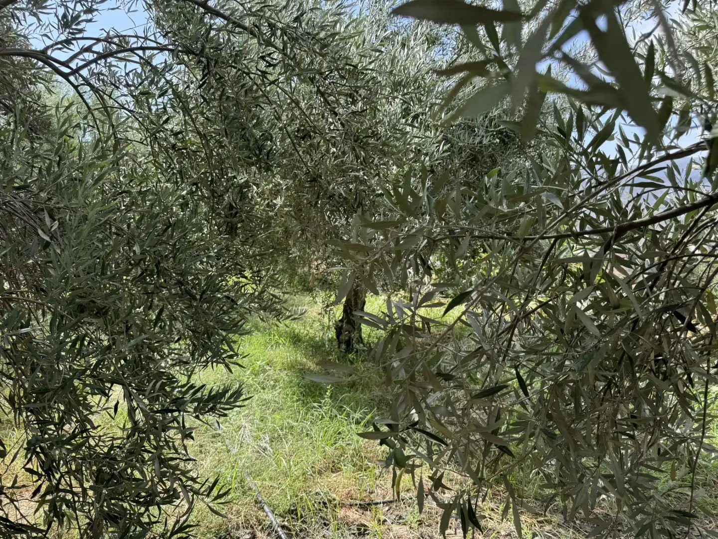 Terreny en venda en Ohanes