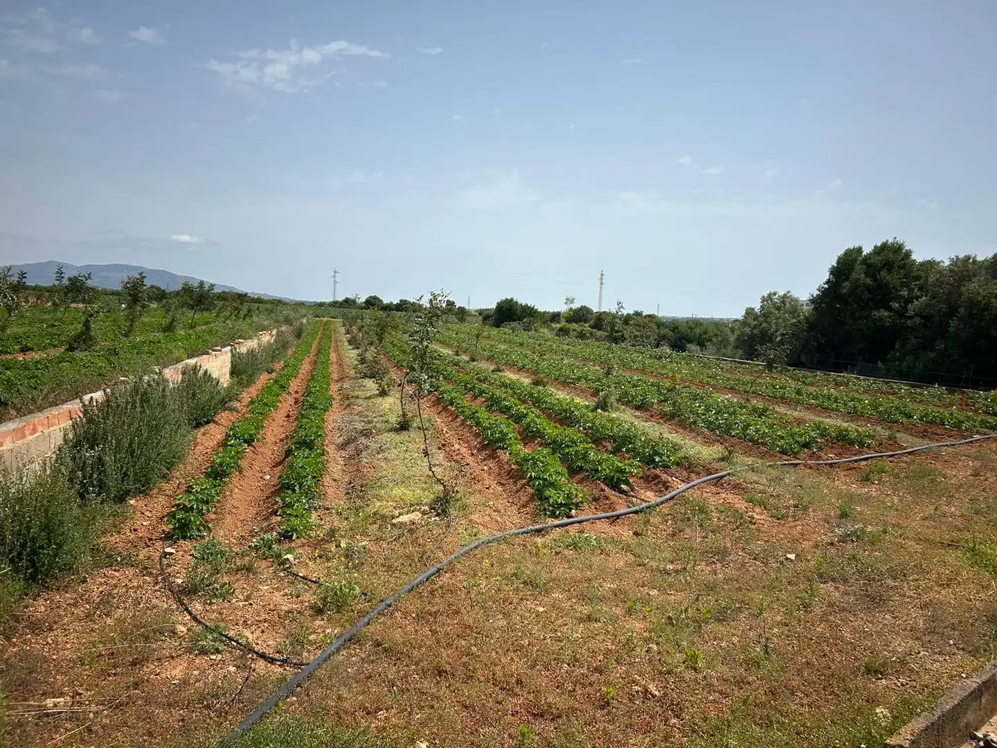 Rural land for sale in Torreblanca, imagen 7