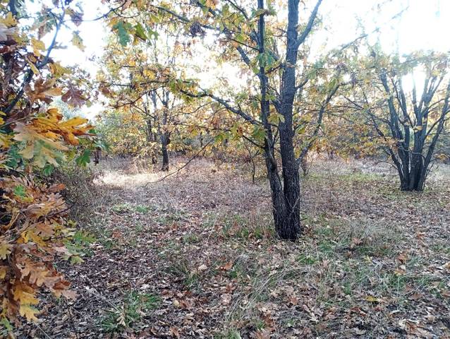 Terreno en Venta en Viandar de la Vera