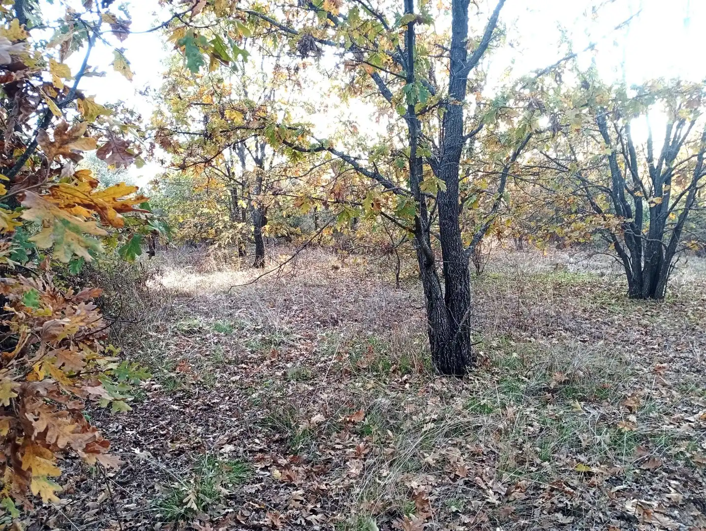 Terreni e lotti in vendita a Viandar de la Vera, imagen 19