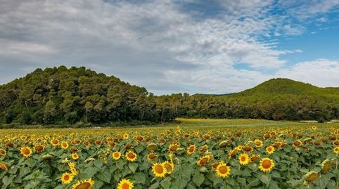 Parcela en Venta en Fornells de la Selva, immagine 4