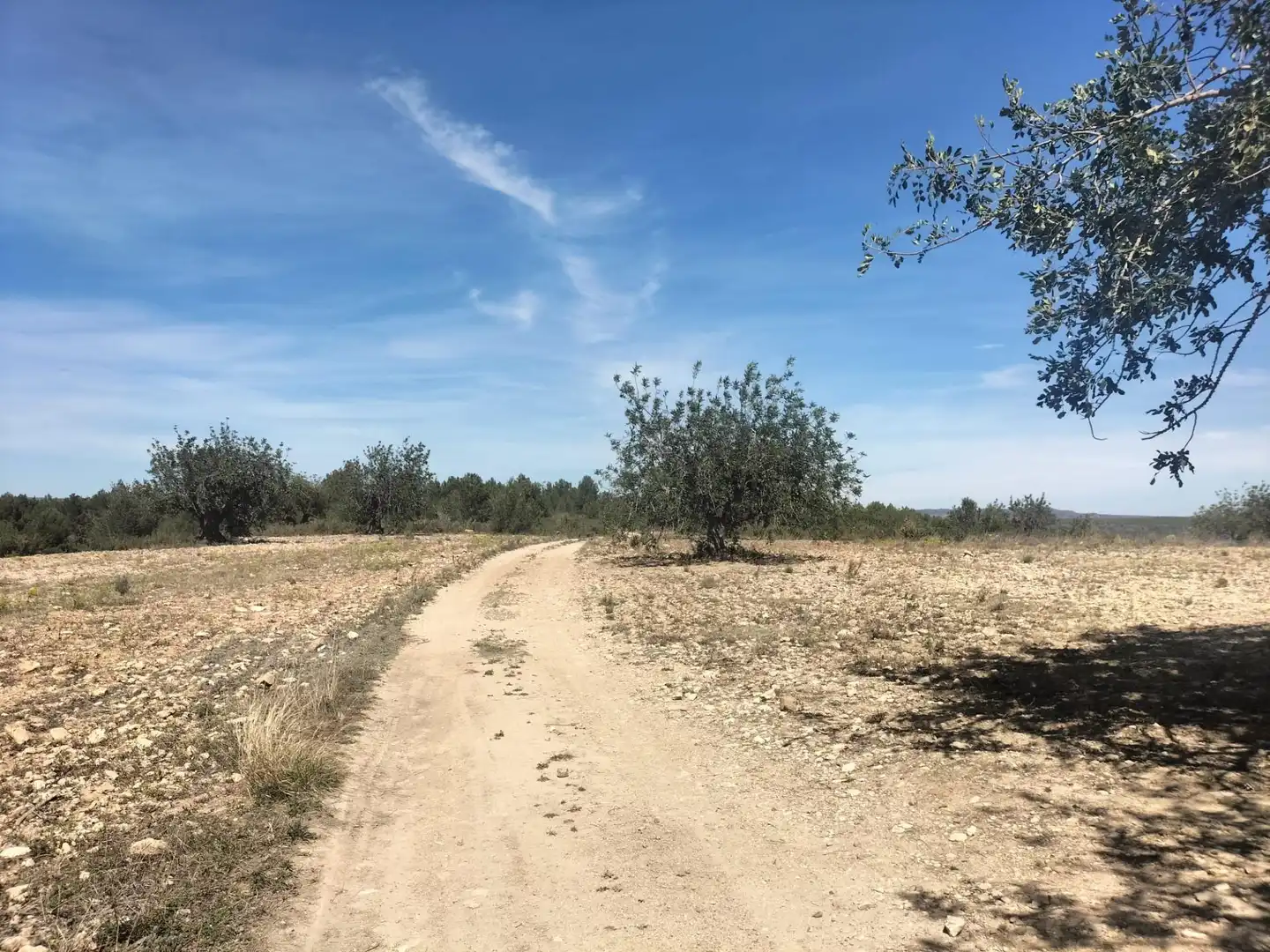 Terreno rustico in vendita a Polígono 10 Parcela 488 LA LOMA. NAVARRES (VALENC, imagen 5
