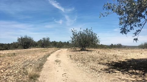 Foto 5 de Terreny en venda a Polígono 10 Parcela 488 la Loma. Navarres (valenc, Navarrés, Valencia