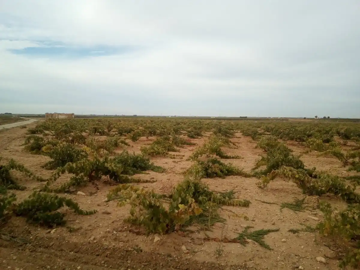 Finca rústica en venta en Socuéllamos