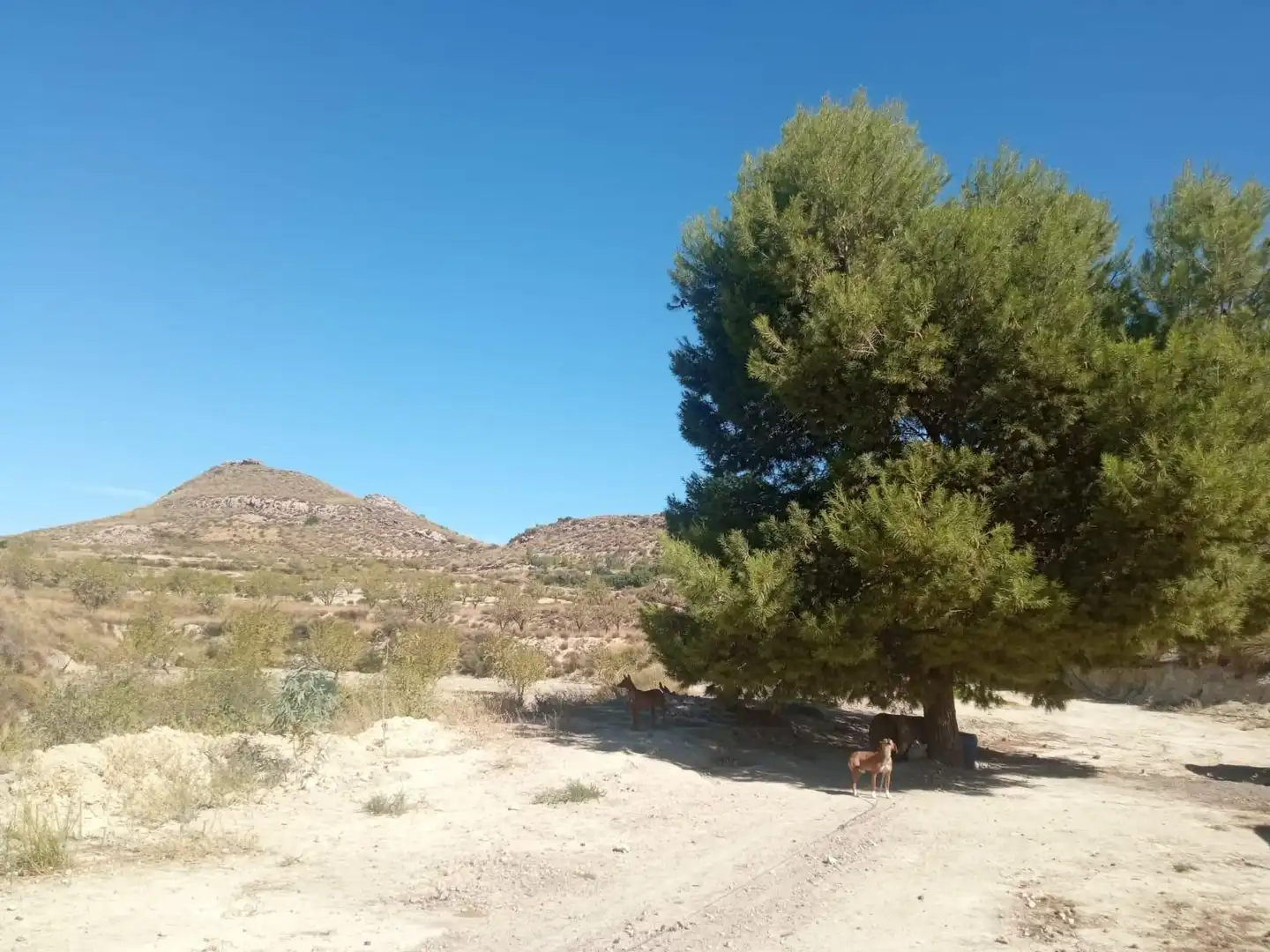 Terrains et parcelles à vendre à Pedanías Norte, imagen 3