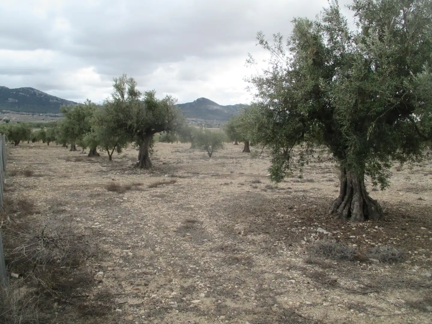 Rural land for sale in Ptda Toconar o Solana, Pol 55, imagen 8