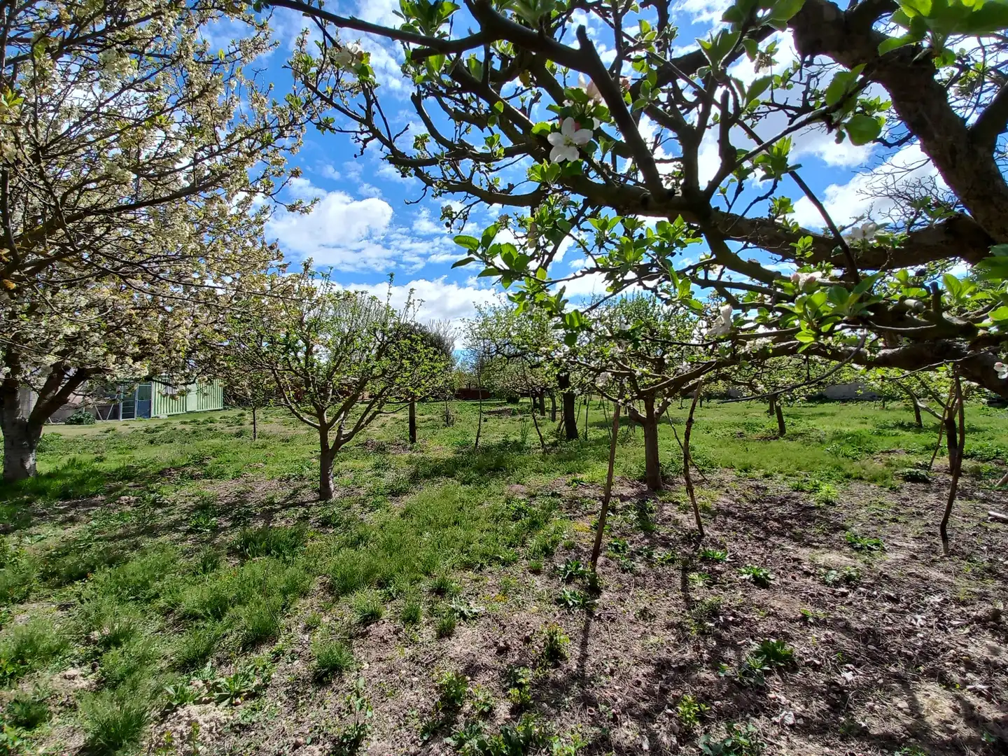 Jardín de Finca rústica en venta en Cayuela con Jardín privado