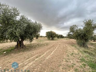 Terreno rustico in vendita a Aceituno