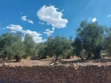 Land for sale in Beas de Segura, Jaén