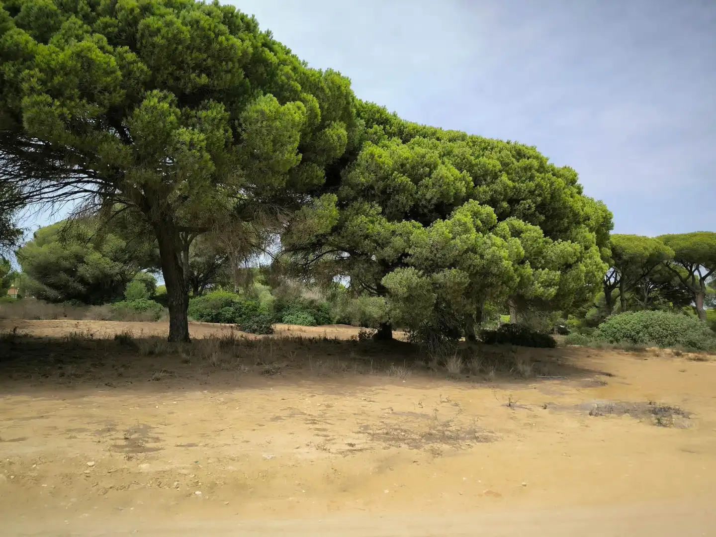 Wohnbaugrundstück zum Verkauf in La Barrosa, imagen 9