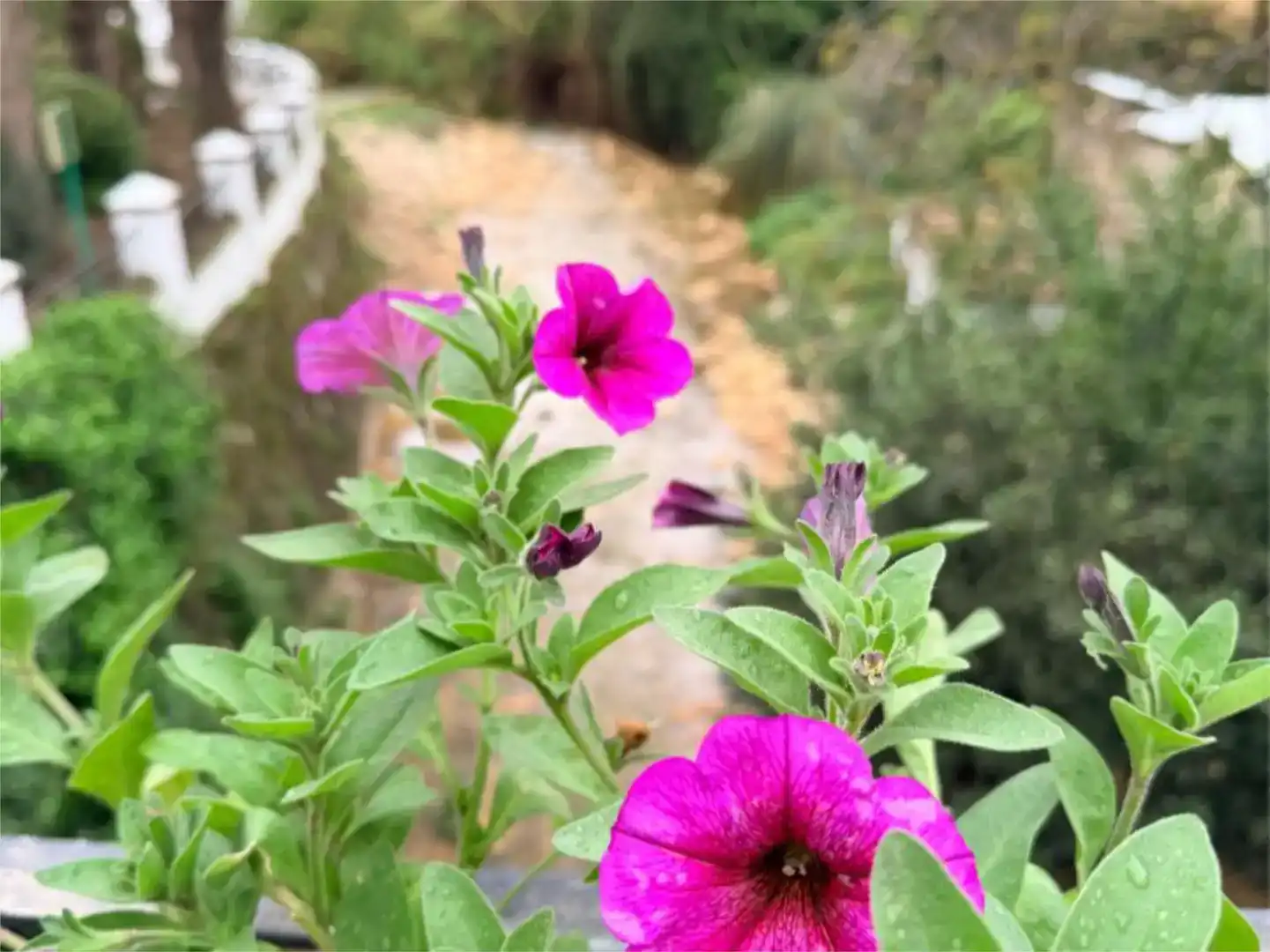 Jardí de Casa adosada en venda en Arriate amb Moblat