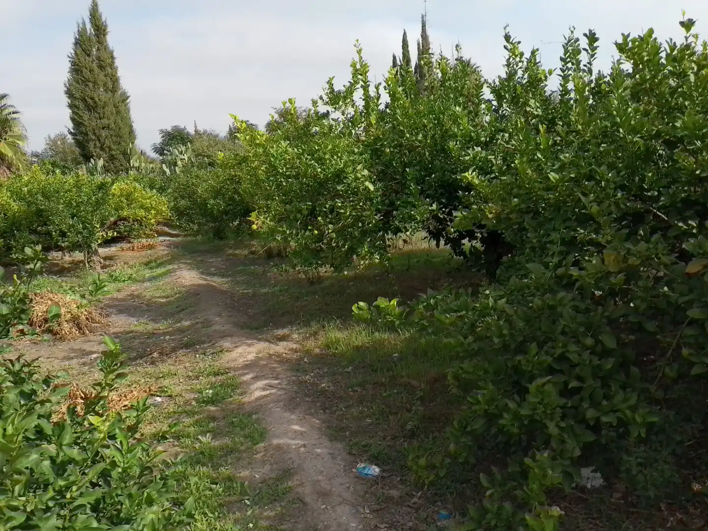 Finca rústica en venta en Murcia con Jardín privado, Terraza y Trastero