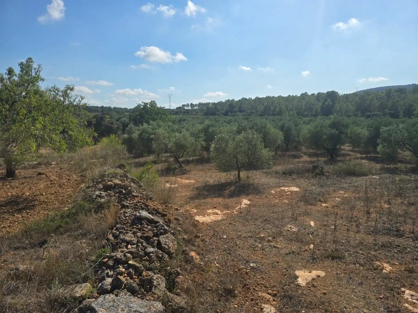 Terreno rústico en venta en Montferri, imagen 7