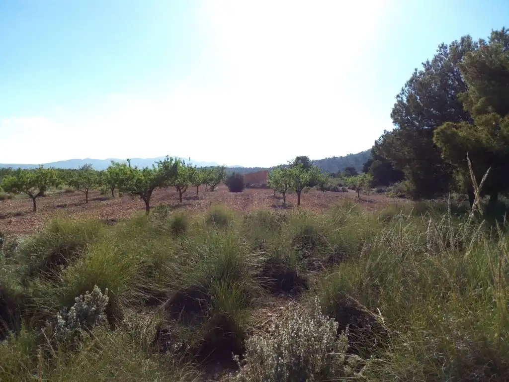 Terreno residencial en venta en El Pinós / Pinoso, imagen 4