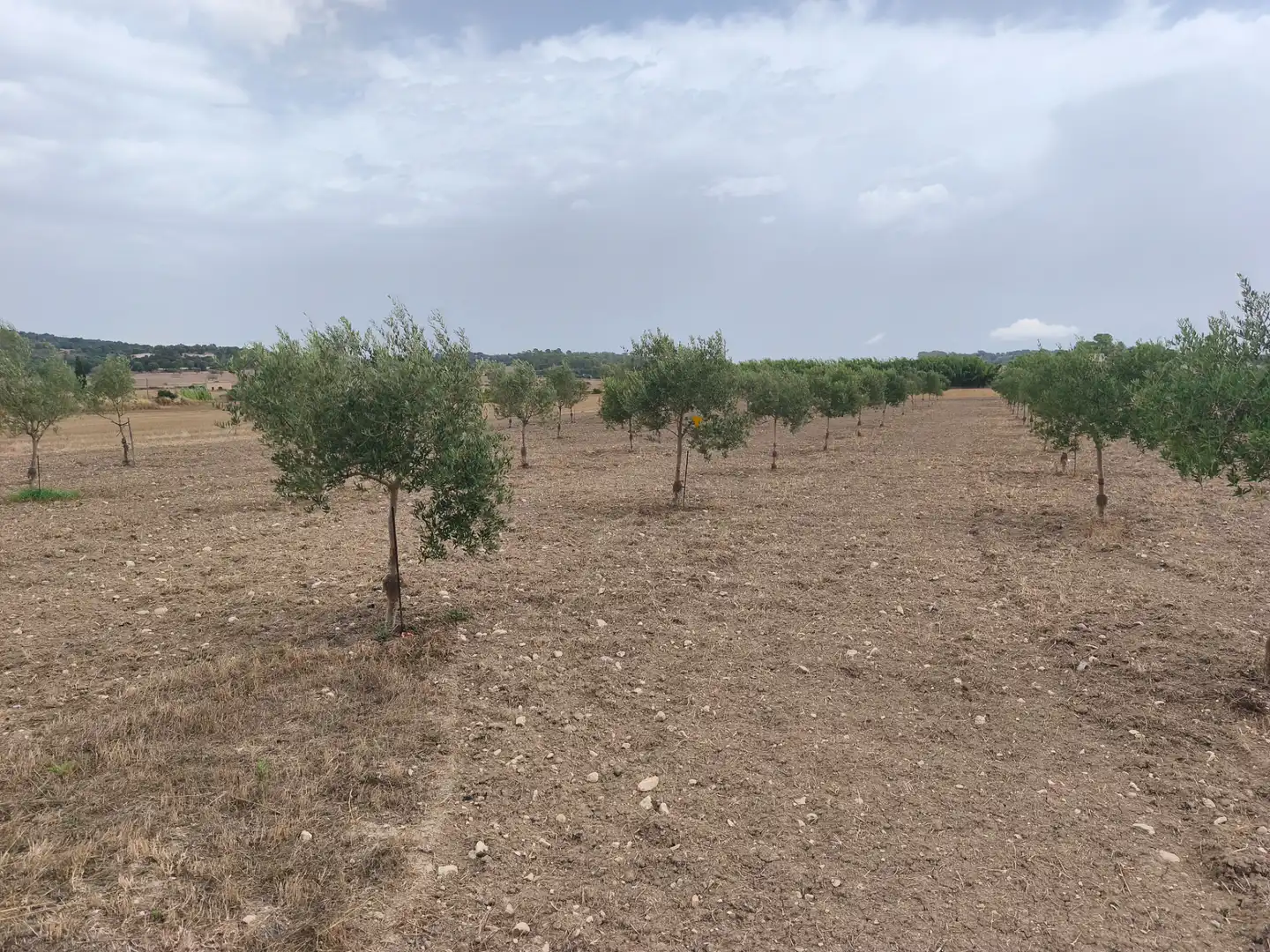Terreno residenziale in vendita a Montuïri, imagen 6