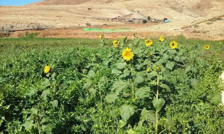 Finca rústica en venda en Pájara
