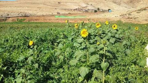 Photo 3 of Country house for sale in Toto, Las Palmas