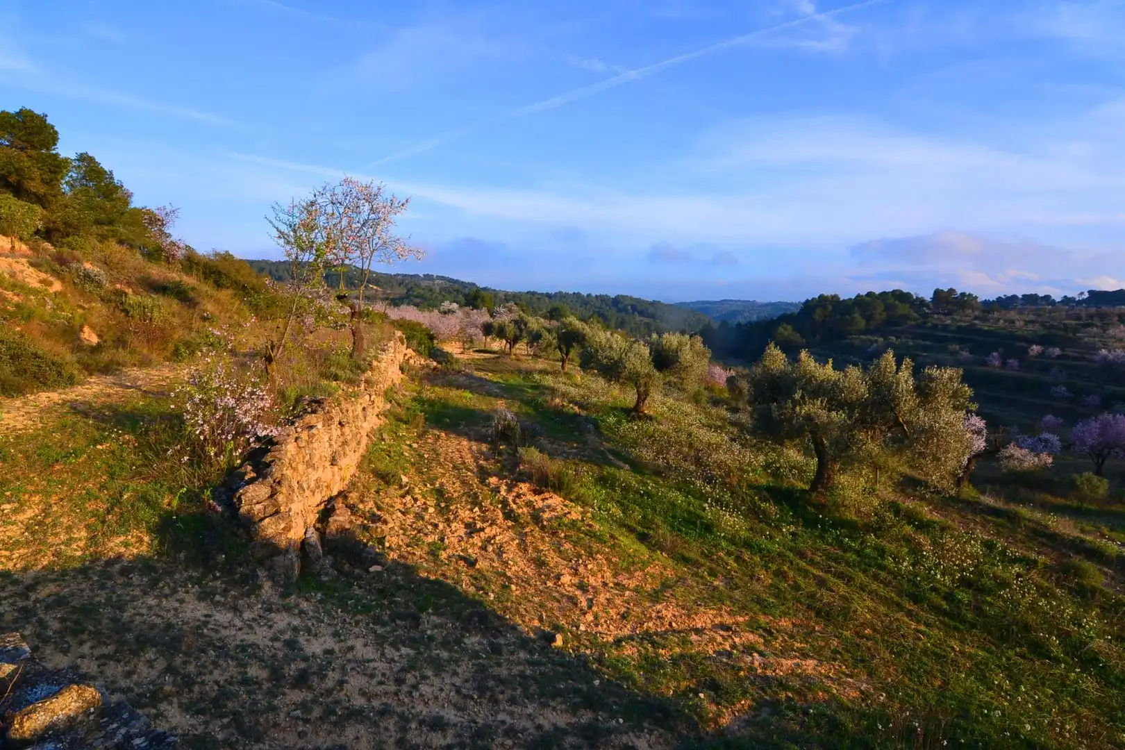 Rural land for sale in Corbera d'Ebre, imagen 65