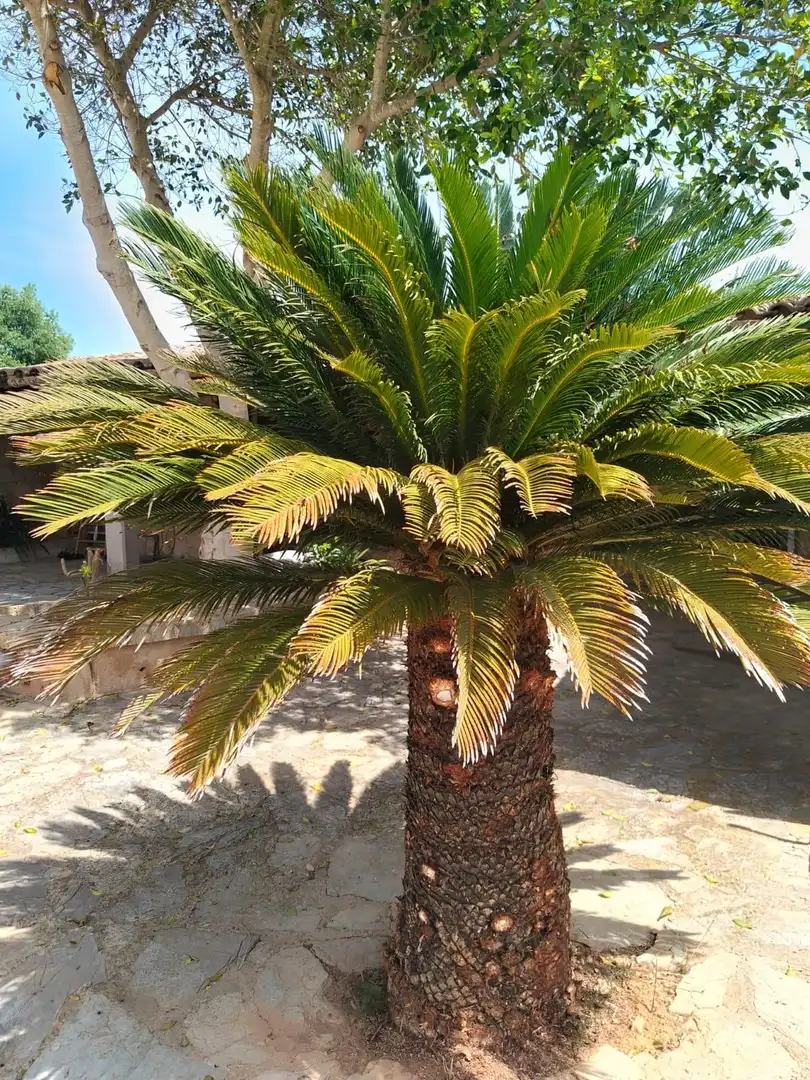 Garten von Haus oder Chalet zur Miete in Sencelles mit Privatgarten, Terrasse und Abstellraum