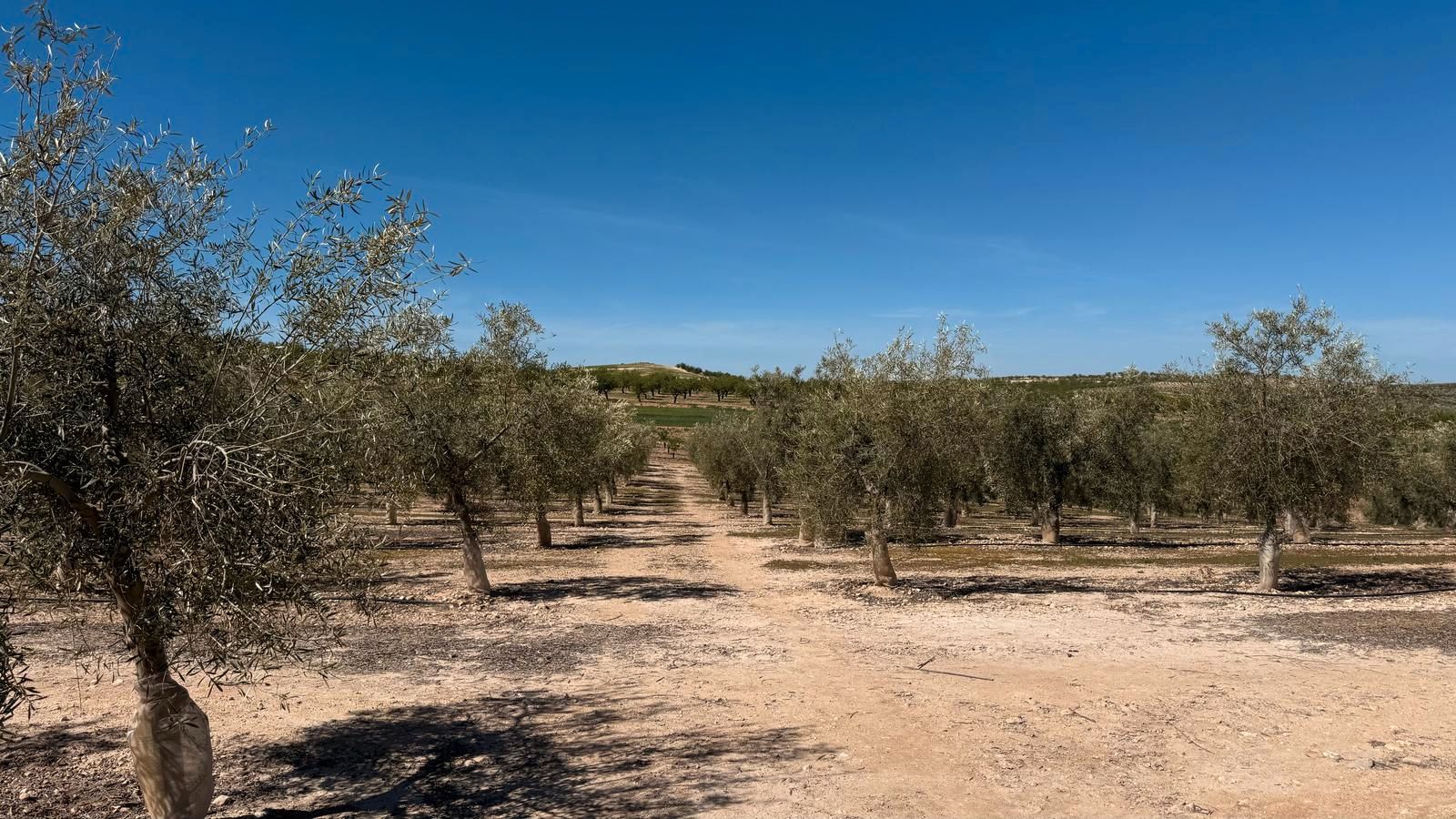 Land for sale in Ventas de Huelma