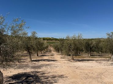 Terreno rústico en venta en Ventas de Huelma