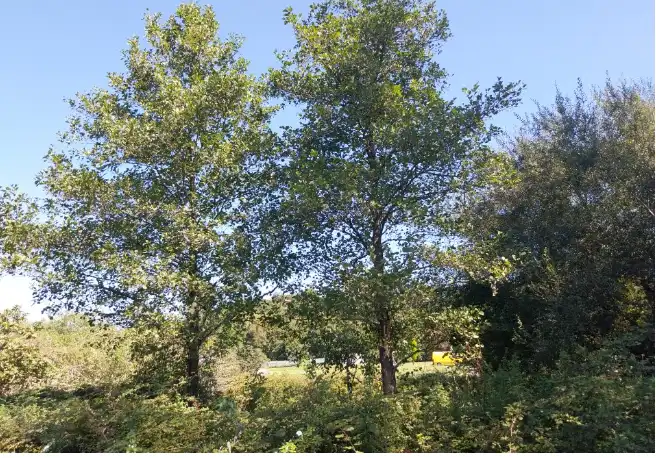 Terrenos y solares en venta en BARNIELLA, imagen 4
