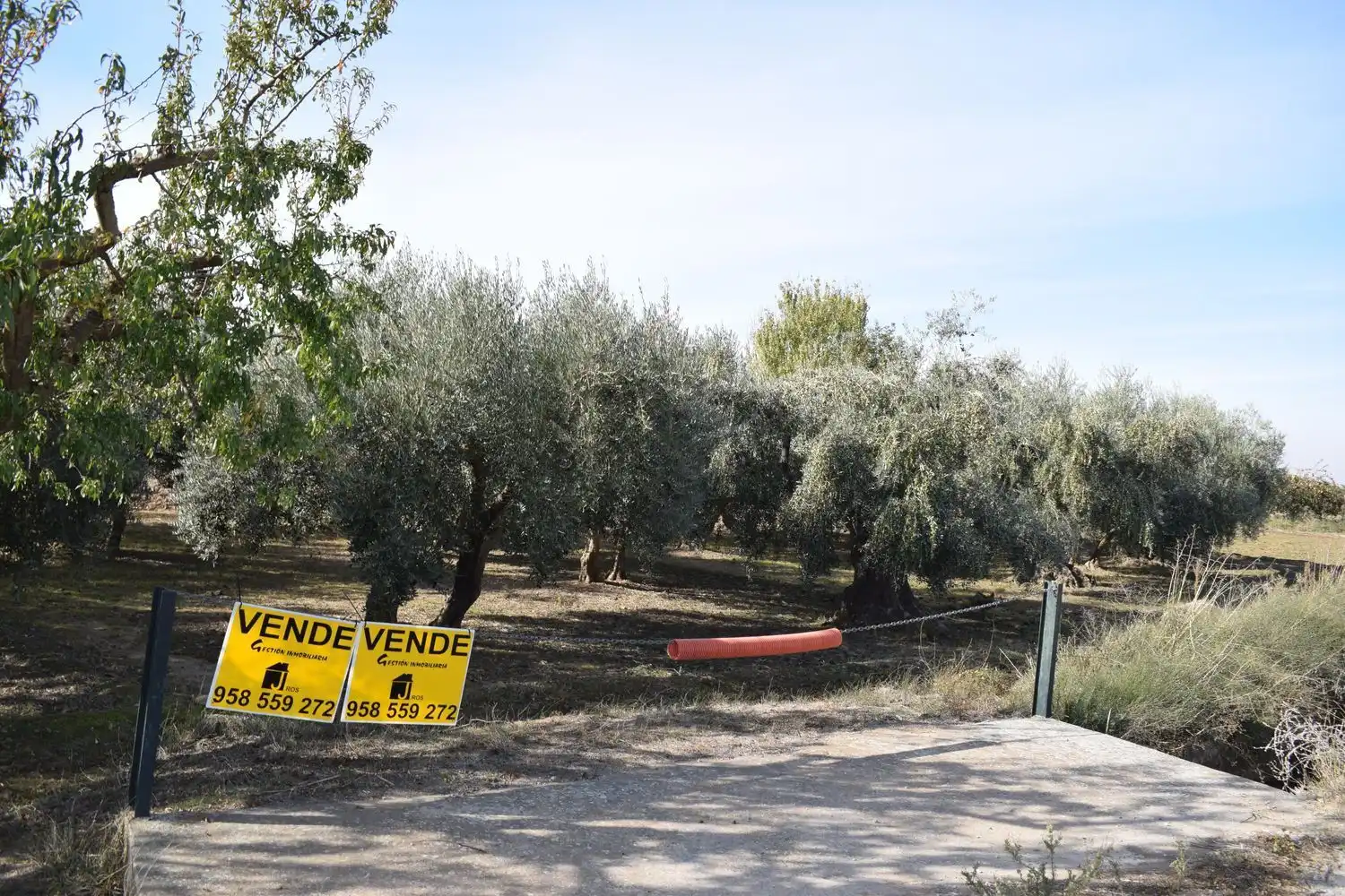 Terreno rustico in vendita a LOS MOLINOS, imagen 20