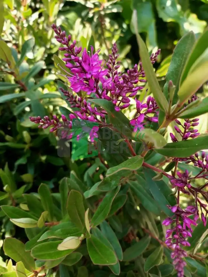 Jardí de Casa o xalet en venda en Paderne de Allariz amb Calefacció, Jardí privat i Terrassa