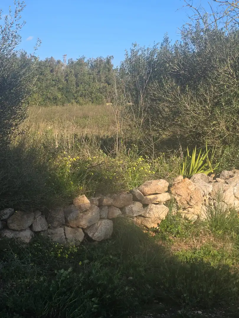 Terreno rustico in vendita a Manacor Centre, imagen 6