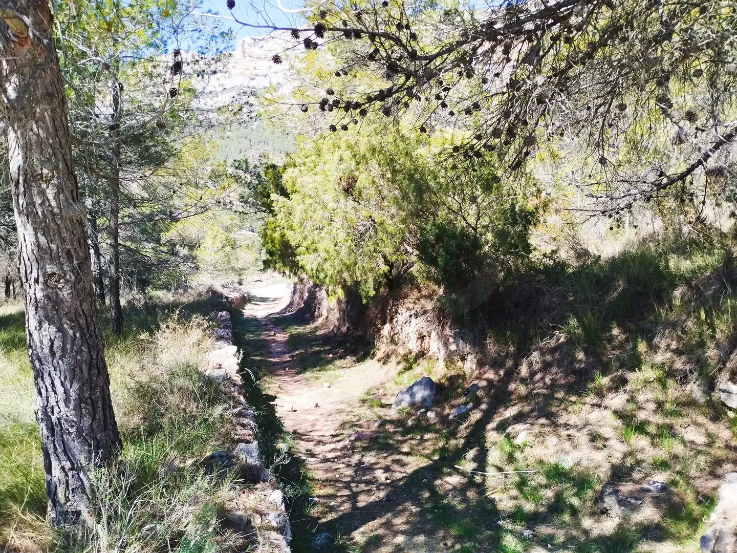 Vista exterior de Terreno en venta en La Morera de Montsant