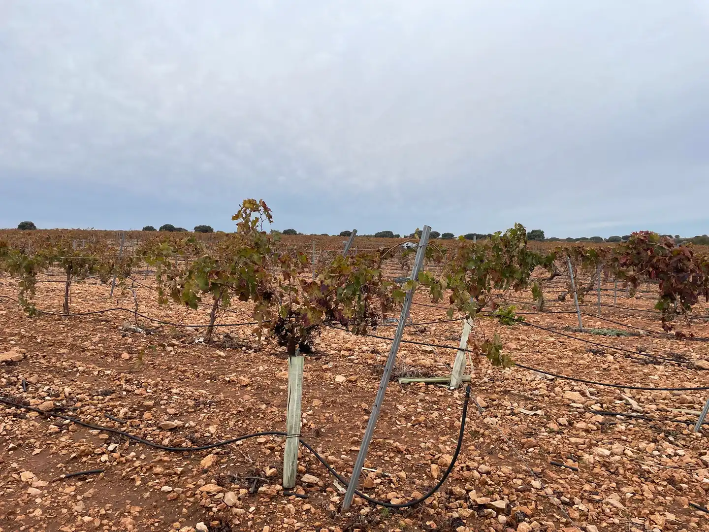 Terreno rustico in vendita a TO-2999 5, imagen 15