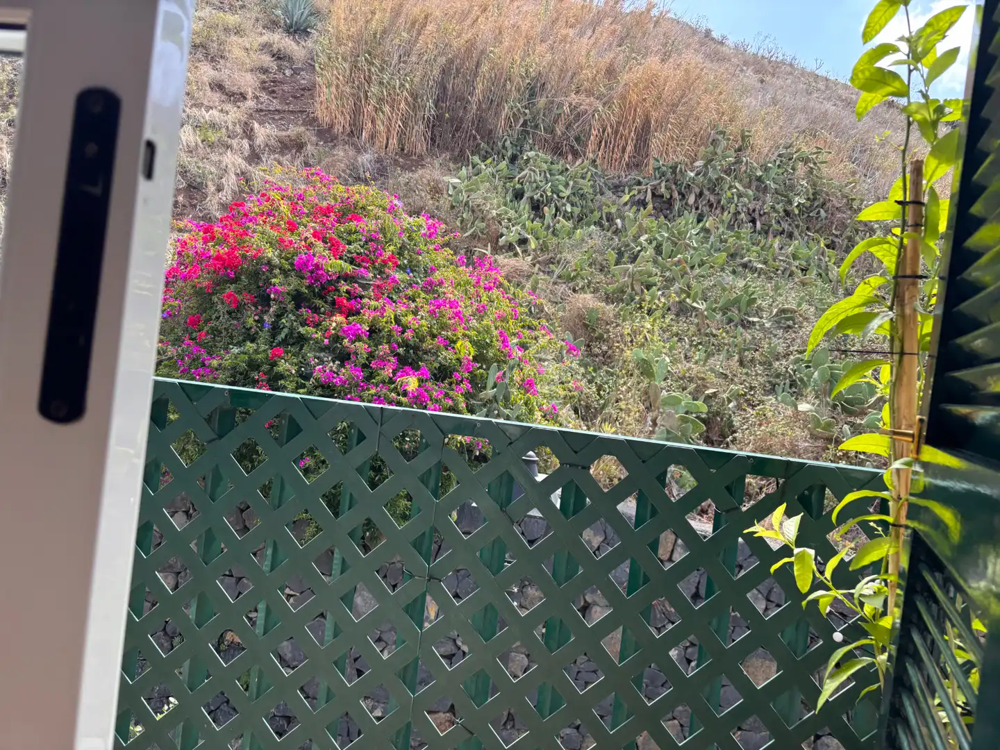 Detached homes for sale in La Laguna