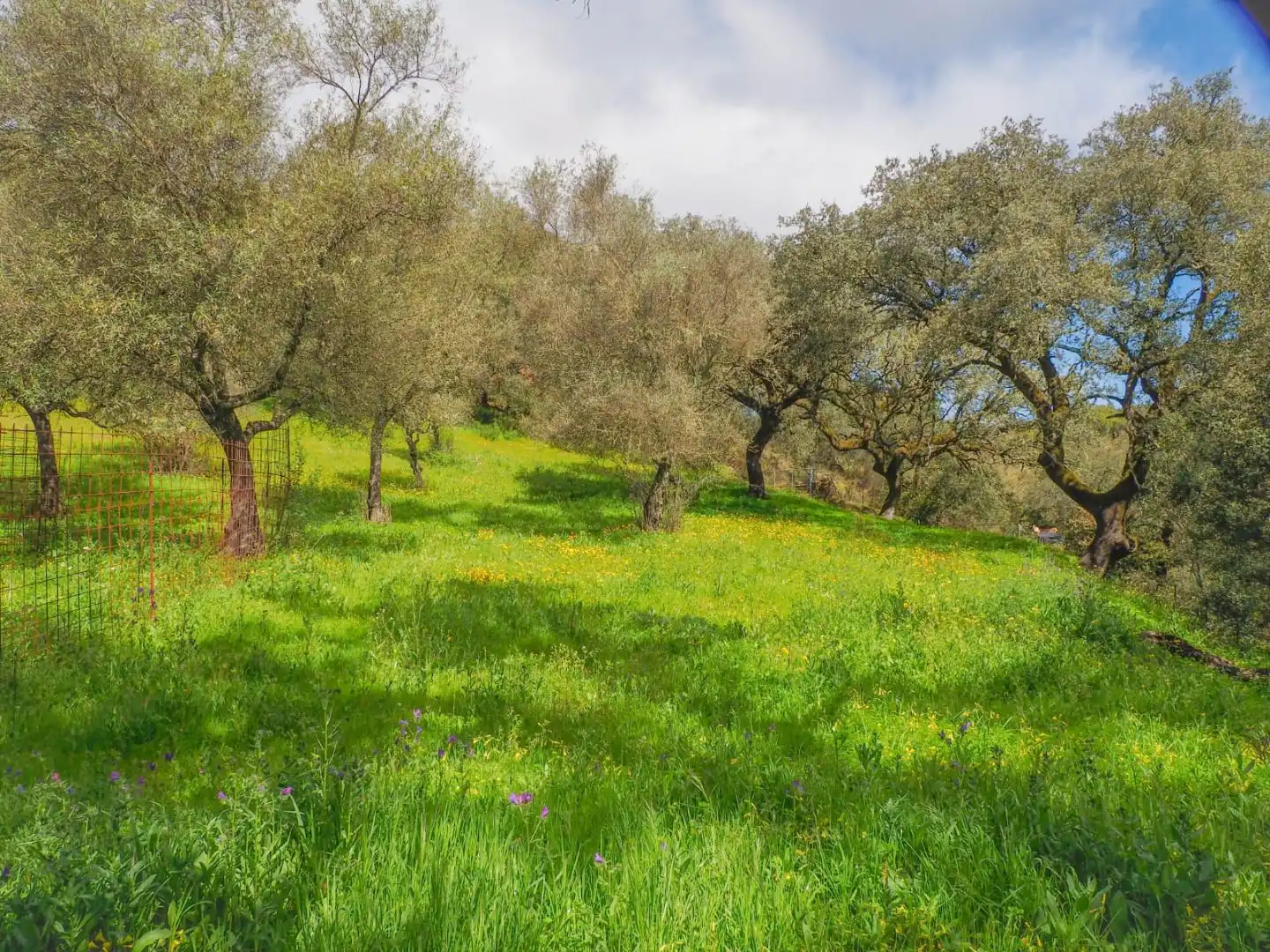Land for sale in Linares de la Sierra