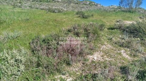 PARCELA IDEAL PARA REGREO A 4 MINUTOS DE BAENA. POR SOLO 16.000, immagine 2