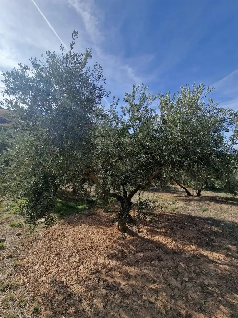 Maison rustique avec jardin à vendre à Cogollos de la Vega, imagen 47