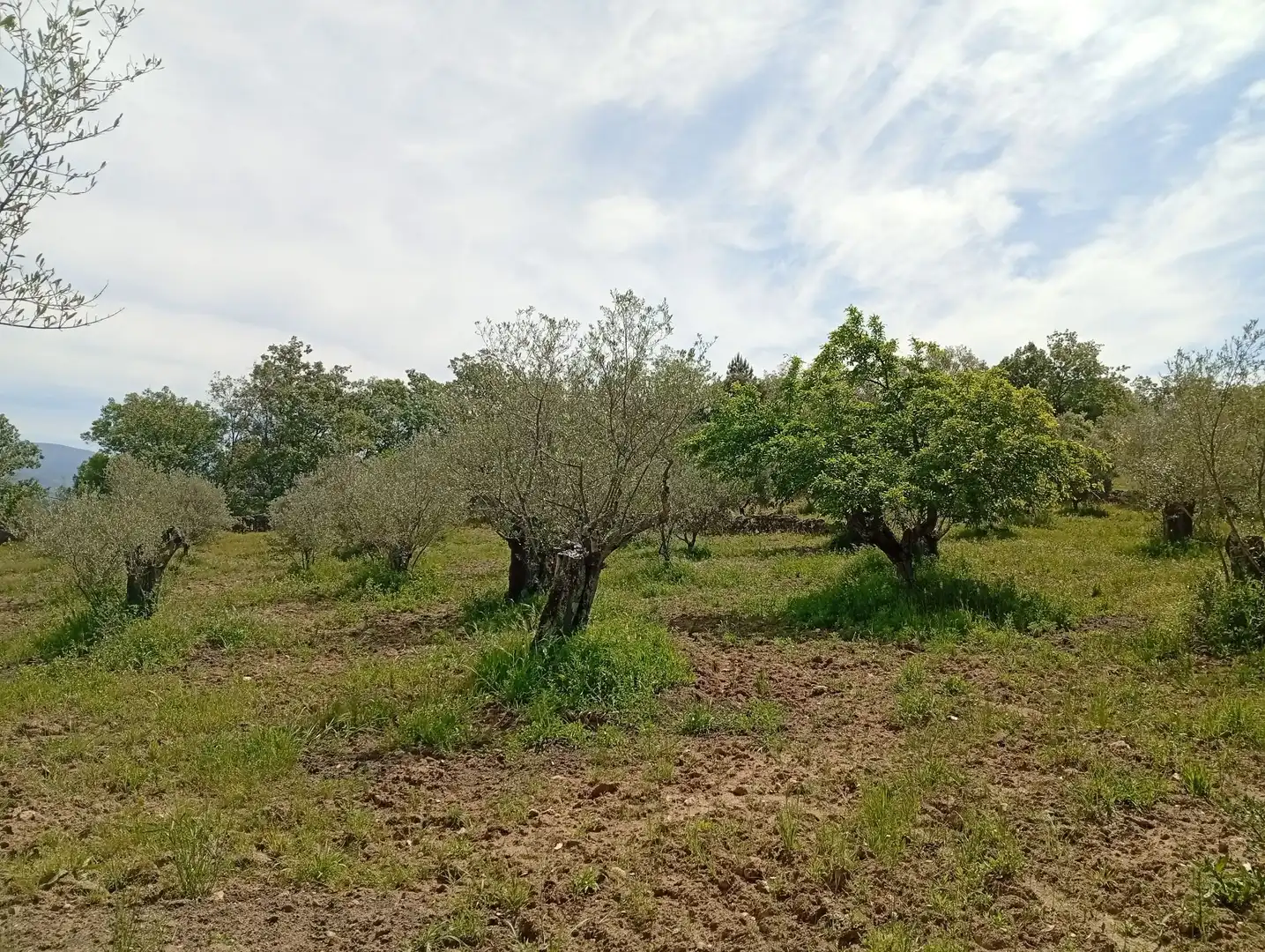 Terreni e lotti in vendita a Villanueva de la Vera, imagen 49